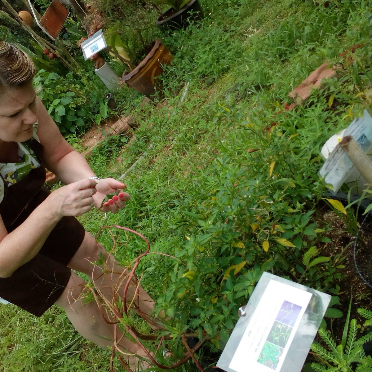 Thai Cooking Class with Organic Herb Garden Tour or Market Tour